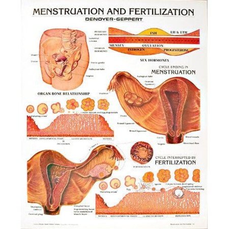 DENOYER-GEPPERT Charts/Posters, Menstruation/Fertilization Mounted 1333-10